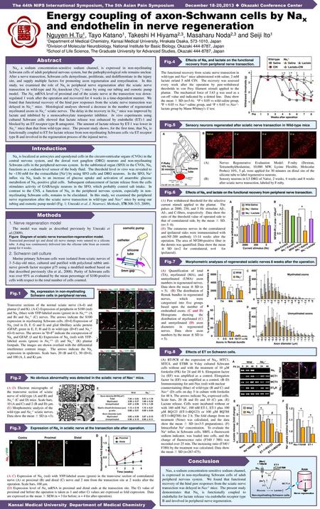 Energy coupling of axon-Schwann cells by Nax