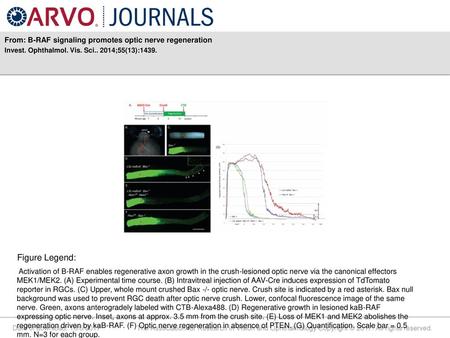 Figure Legend: From: B-RAF signaling promotes optic nerve regeneration