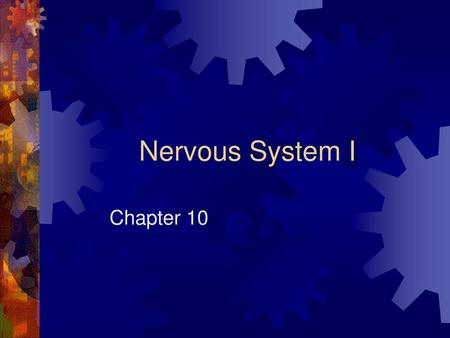 Nervous System I Chapter 10.