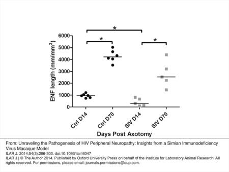 Figure 5 SIV infection results in delayed epidermal nerve fiber regeneration following cutaneous axotomy. When compared to uninfected control macaques,