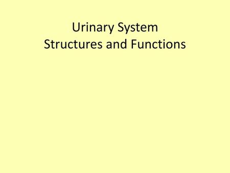 Urinary System Structures and Functions