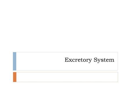 Excretory System.