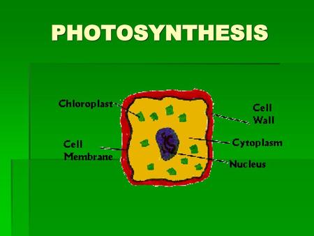 PHOTOSYNTHESIS.