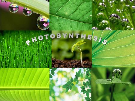 PHOTOSYNTHESIS.