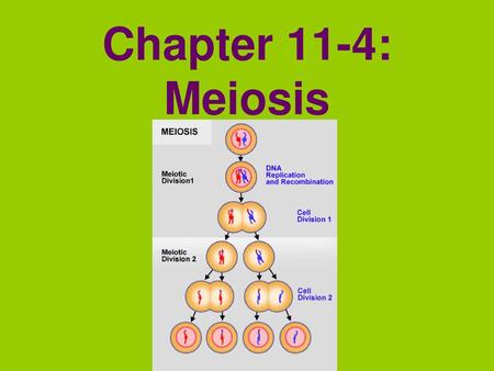 Chapter 11-4: Meiosis.