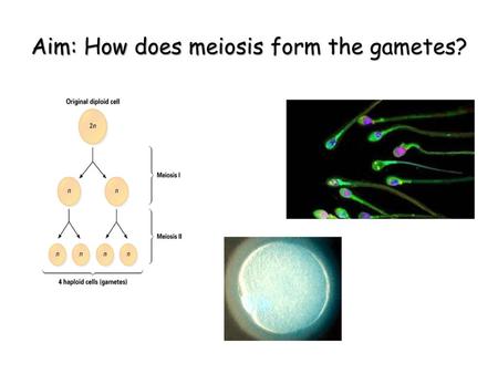 Aim: How does meiosis form the gametes?