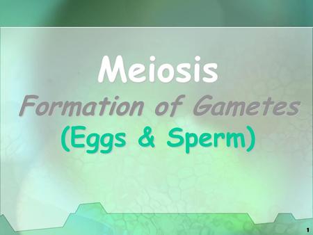 Meiosis Formation of Gametes (Eggs & Sperm)