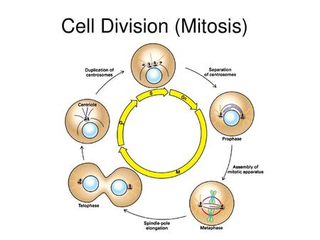 Cell Division (Mitosis)