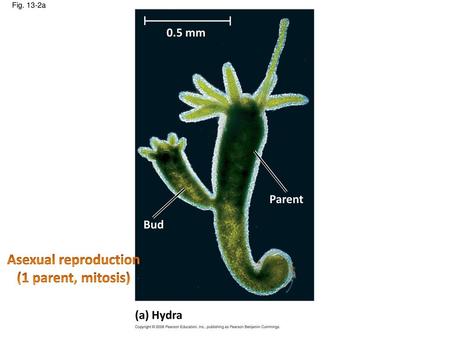 Asexual reproduction (1 parent, mitosis)