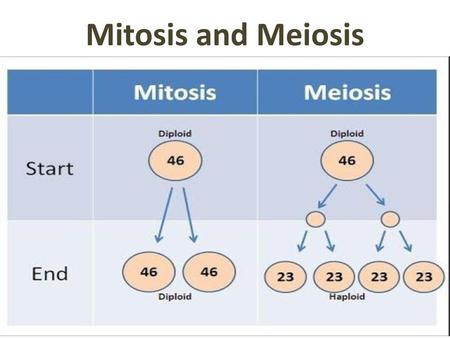 Mitosis and Meiosis.