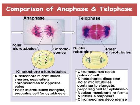 Meiosis .Division of gametes (sex cells) 4 daughter cells produced Each daughter cell has half the chromosomes of the parent 2 sets of cell division.