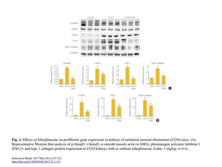 Fig. 2. Effects of lobeglitazone on profibrotic gene expression in kidneys of unilateral ureteral obstruction (UUO) mice. (A) Representative Western blot.