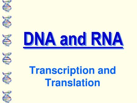 Transcription and Translation