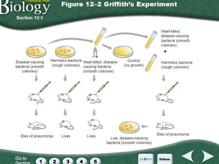 Griffith’s Experiment