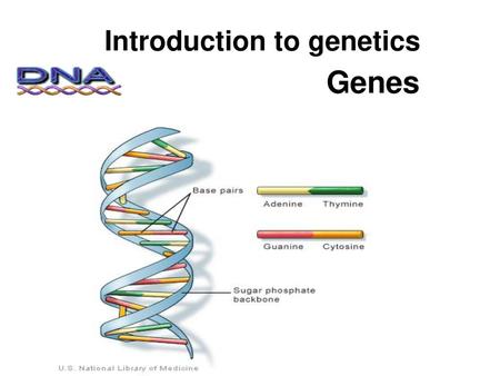 Introduction to genetics