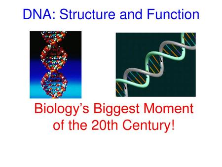 DNA: Structure and Function