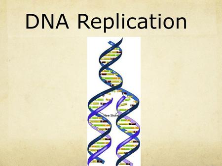 DNA Replication.