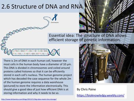 2.6 Structure of DNA and RNA