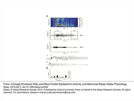 Figure 2— Cntnap2 knockout (KO) rats exhibit seizures