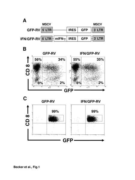 GFP-RV IFN/GFP-RV GFP-RV IFN/GFP-RV A B CD 8 C CD 8 GFP GFP GFP-RV