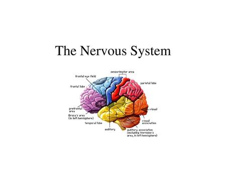 The Nervous System.