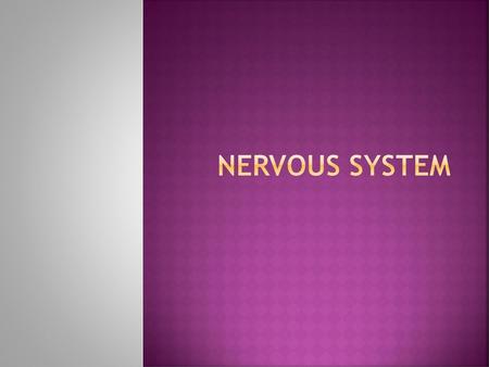 Nervous System.