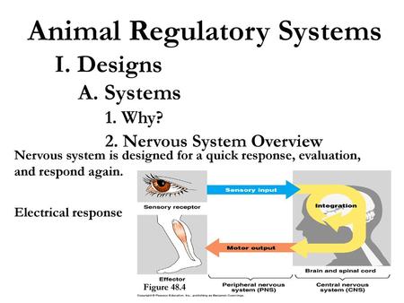 Animal Regulatory Systems