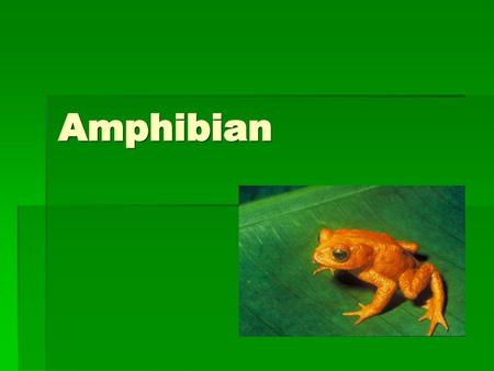 Amphibian.