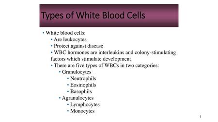 Types of White Blood Cells