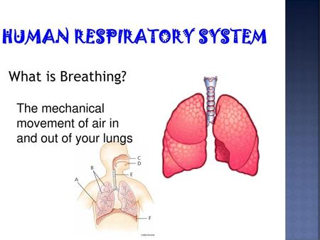 HUMAN RESPIRATORY SYSTEM