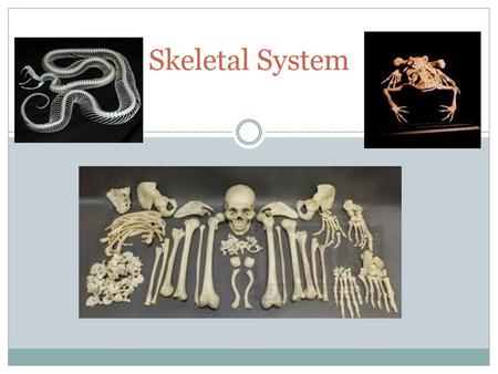 Skeletal System.