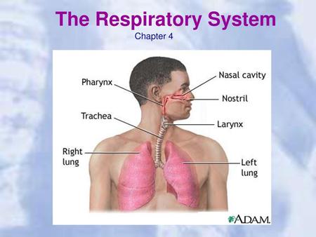 The Respiratory System