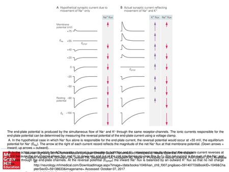 B. In the actual case in which the ACh receptor-channel is permeable to both Na+ and K+, experimental results show that the end-plate current reverses.