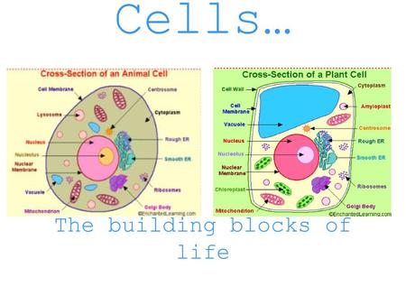 Cells… The building blocks of life