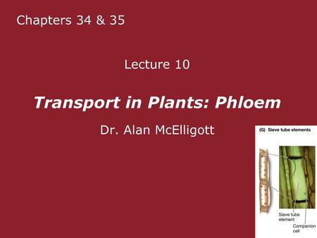 Lecture 10 Transport in Plants: Phloem Dr. Alan McElligott