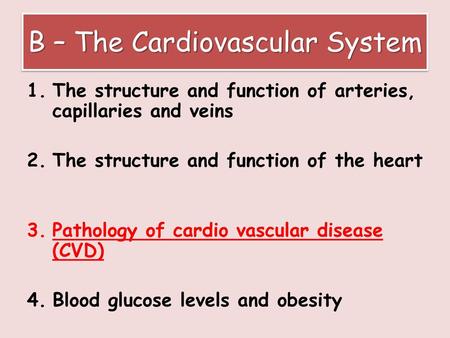 B – The Cardiovascular System