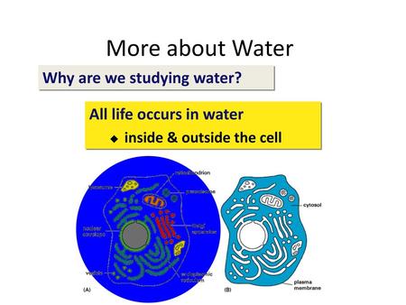 More about Water Why are we studying water? All life occurs in water