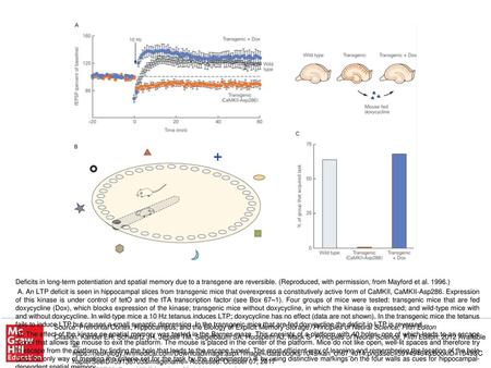 C. Transgenic mice that express the CaMKII-Asp286 kinase and receive doxycycline perform as well as wild-type mice in learning the Barnes maze task (approximately.