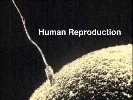 Human Reproduction.