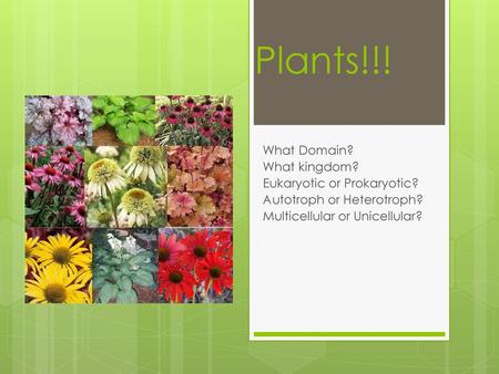 Plants!!! What Domain? What kingdom? Eukaryotic or Prokaryotic?