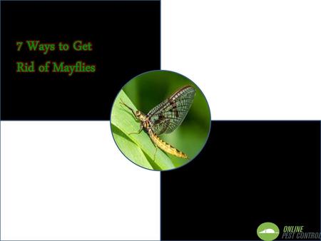 7 Ways to Get Rid of Mayflies.