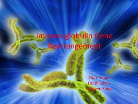 Immunoglobulin Gene Rearrangement