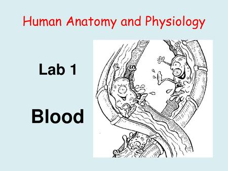 Human Anatomy and Physiology