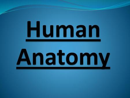 Human Anatomy.