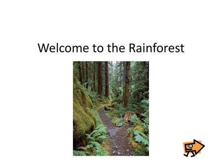 Welcome to the Rainforest