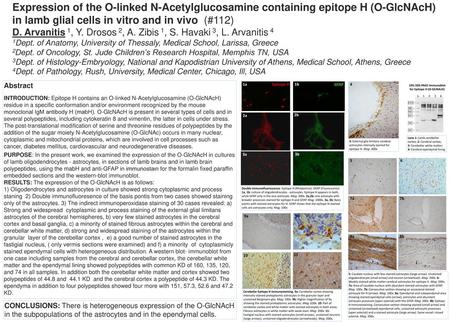 10% SDS-PAGE Immunoblot for Epitope H (O-GlcNAcH)