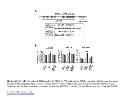 Fig. 4. miR-326, miR-330, and miR-3099 bound to the GFAP 3'-UTR and regulated GFAP expression. (A) Schematic diagram of potential binding sequence (seed.