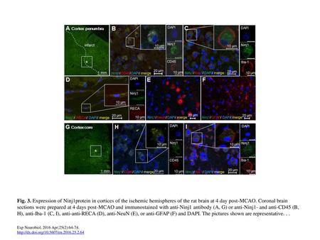 Fig. 3. Expression of Ninj1protein in cortices of the ischemic hemispheres of the rat brain at 4 day post-MCAO. Coronal brain sections were prepared at.