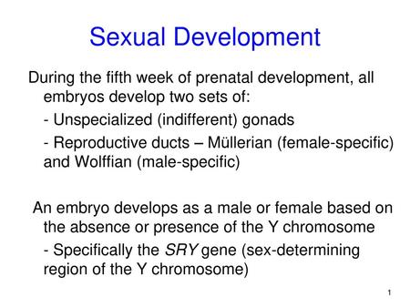 Sexual Development During the fifth week of prenatal development, all embryos develop two sets of: - Unspecialized (indifferent) gonads - Reproductive.