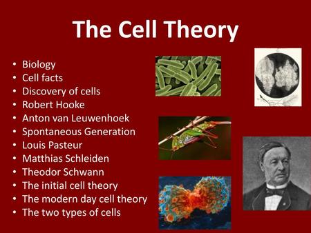 The Cell Theory Biology Cell facts Discovery of cells Robert Hooke